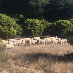 Photo of sheep grazing at IVC
