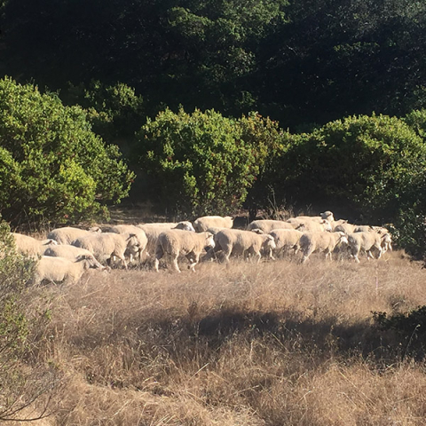 Photo of sheep grazing at IVC