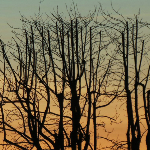 Songs Winter Solstace